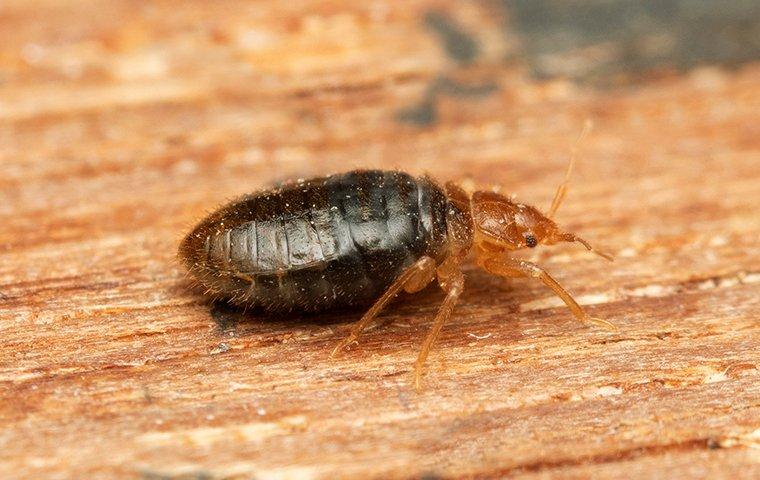 bed bug on a wooden table 