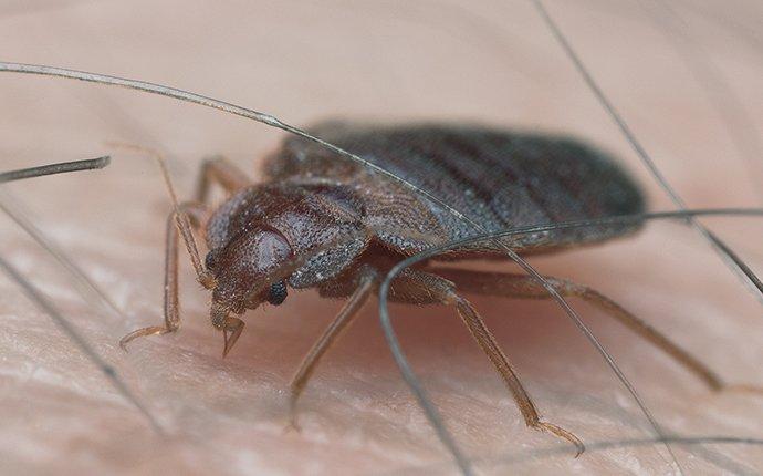 bed bug sucking blood