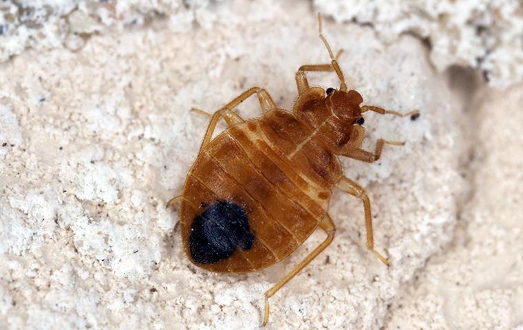 bed bug