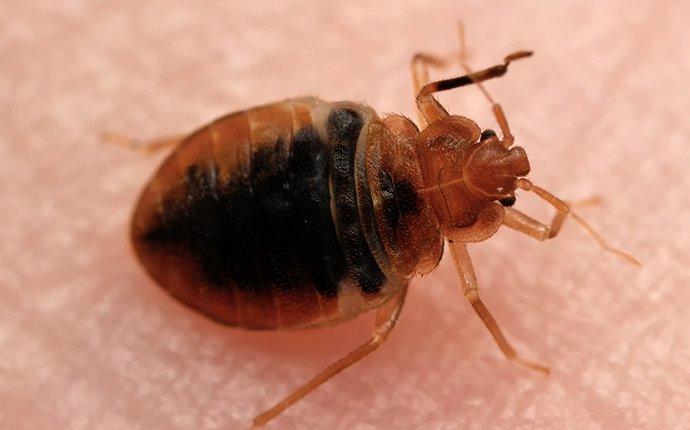 bed bug on skin