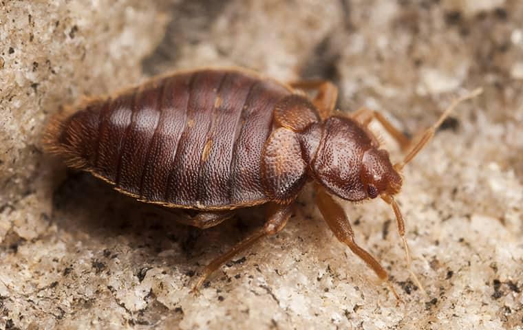 bed bug on the ground
