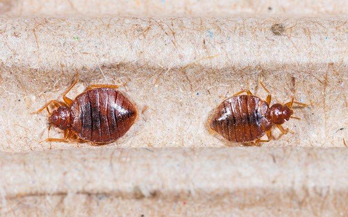 bed bugs on head board