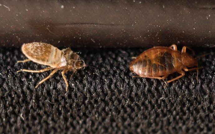 dead bed bugs