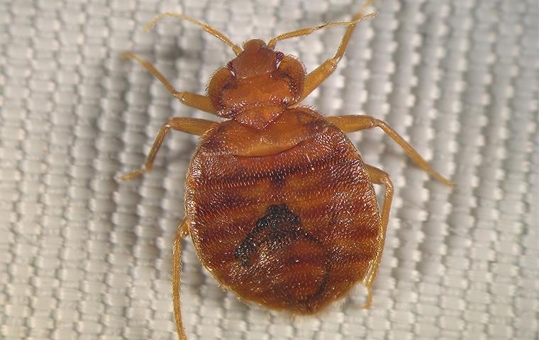 bed bug up close