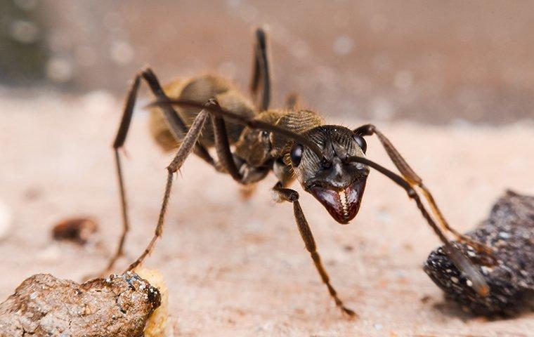carpenter ant on rocks