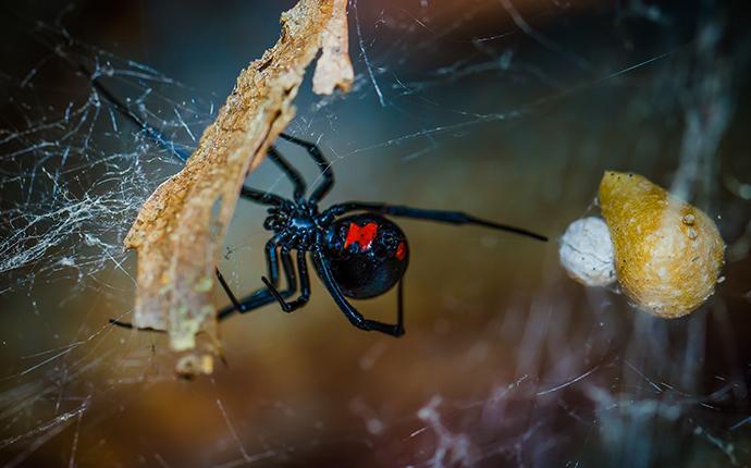 black widow spiders with egg sac
