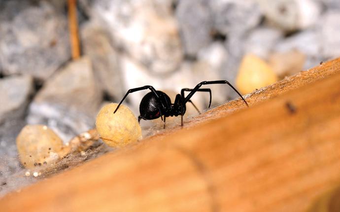 black widow spider on wood
