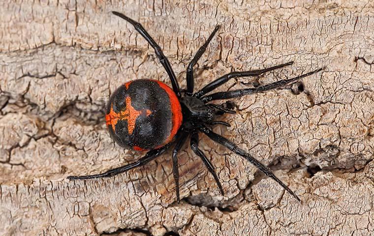 black widow on a tree