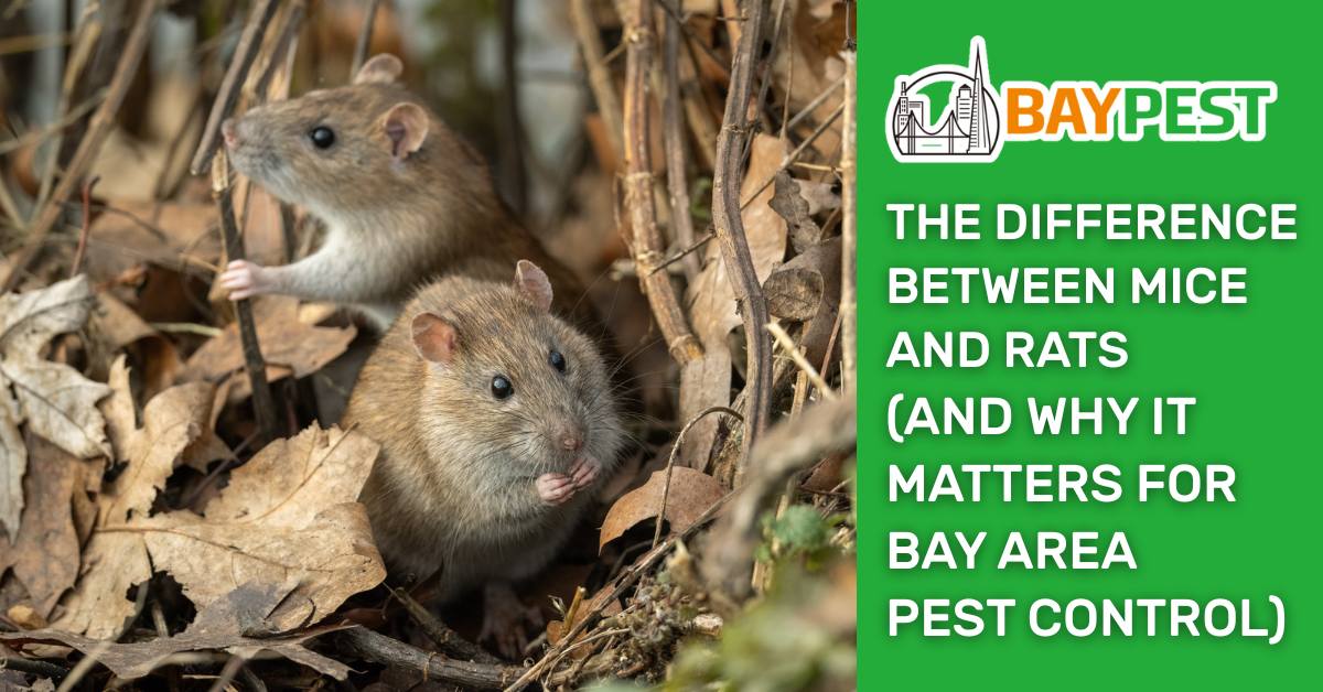 The Difference Between Rats And Mice And Why It Matters Rats Vs. Mice