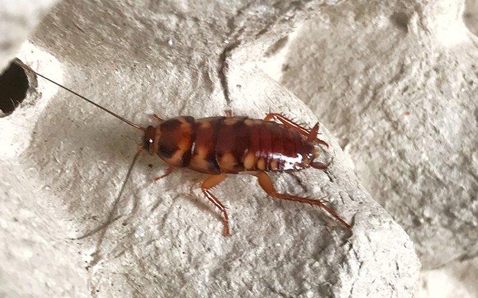 brown banded cockroach on flour. 