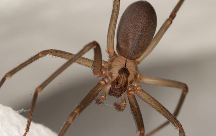 brown recluse spider