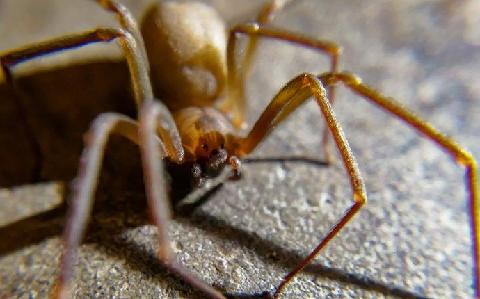 brown recluse spider on concrete