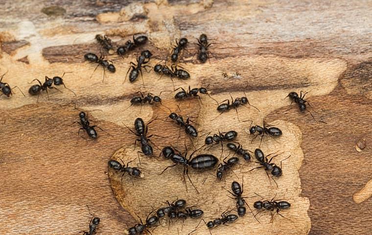 carpenter ants on wood