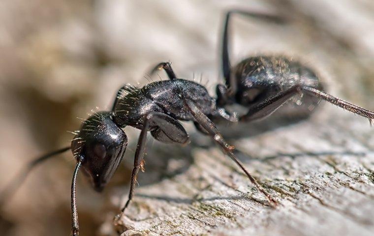 carpenter ant crawling on wood