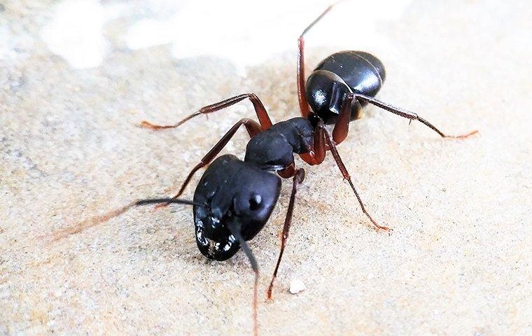 carpenter ant