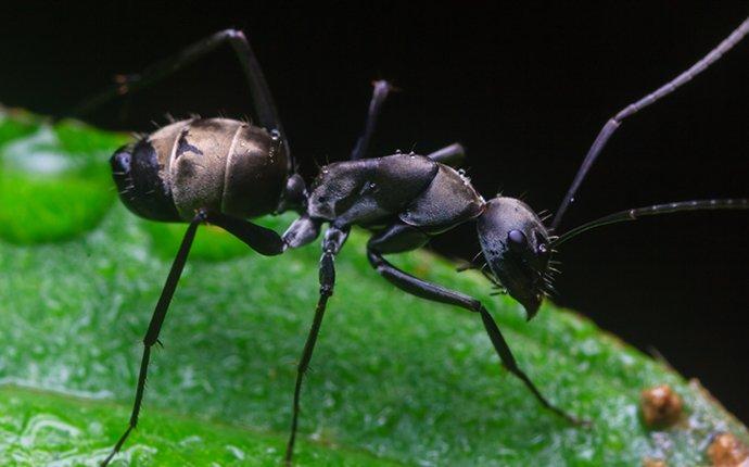 carpenter ant crawling on leaf