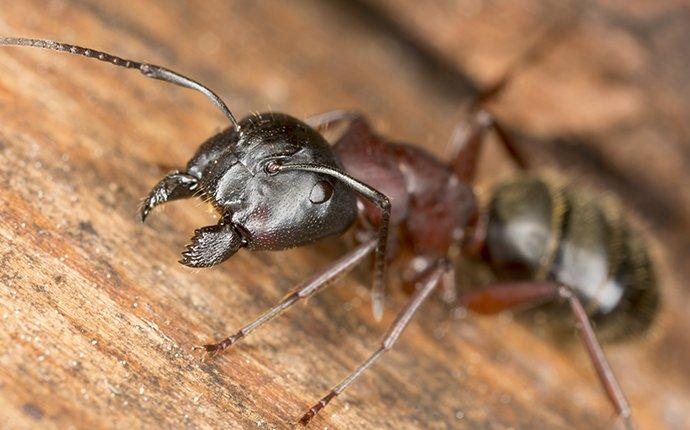 Carpenter ant crawling on wood