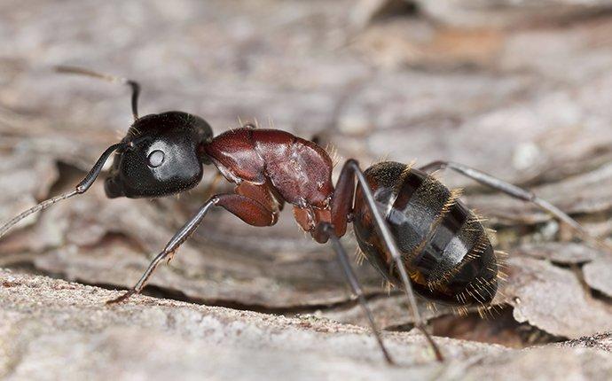 Carpenter ant crawling on wood