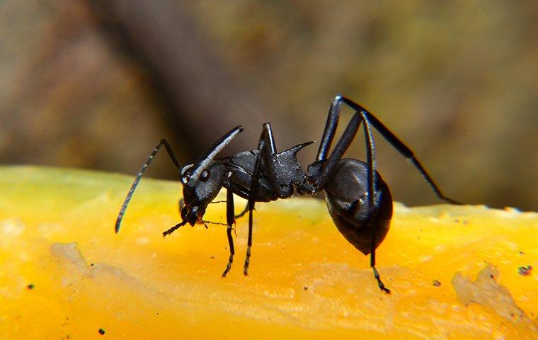 carpenter ant on fruit