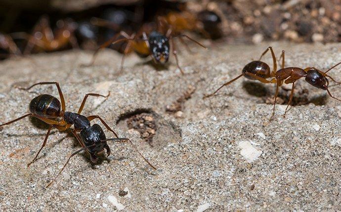 ants on a rock