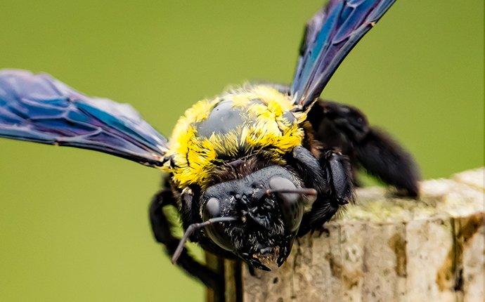 a bee on a wood