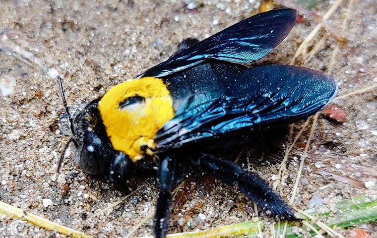 Carpenter Bee In Yard