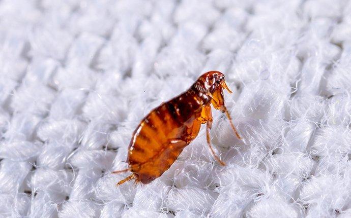 cat flea crawling on fabric