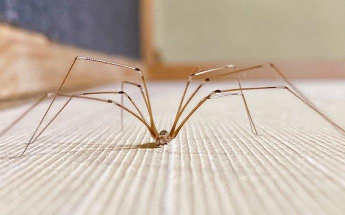 cellar spider on carpet