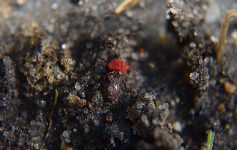 Clover mite in the dirt