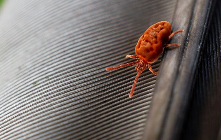 Clover mite on plastic