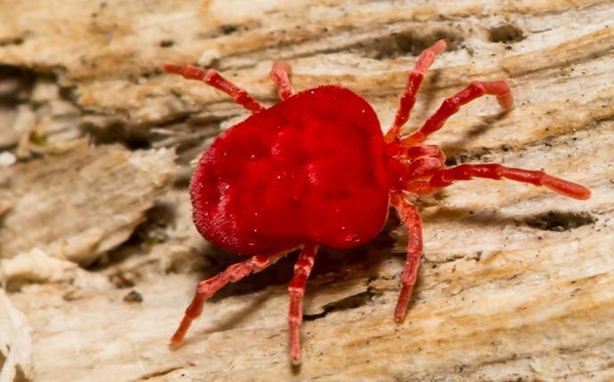 clover mite on wood