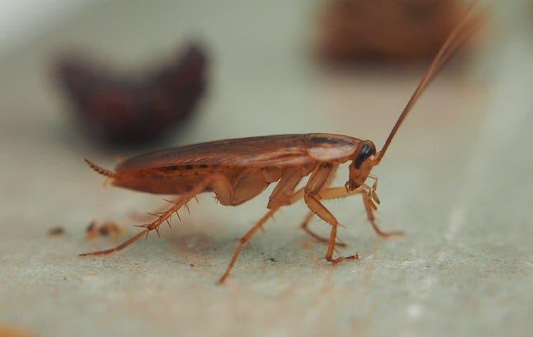 cockroach crawling in a kitchen