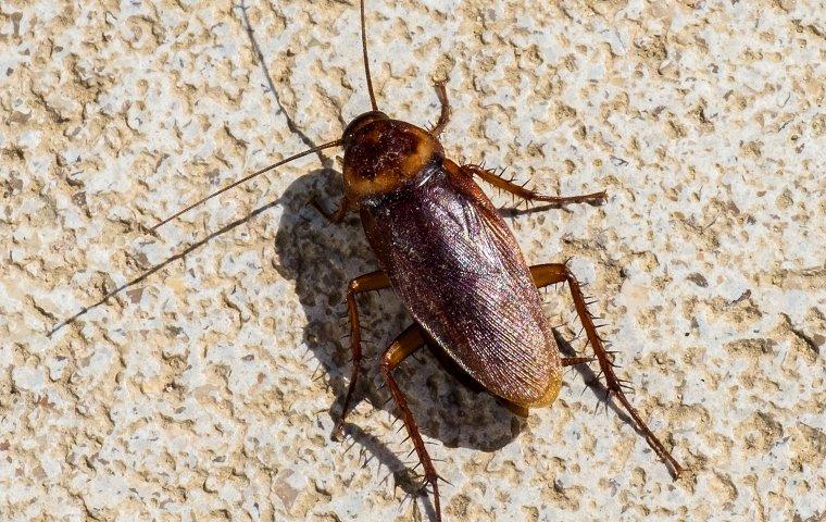 cockroach on concrete