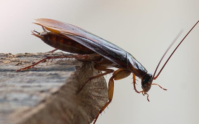 cockroach on wood