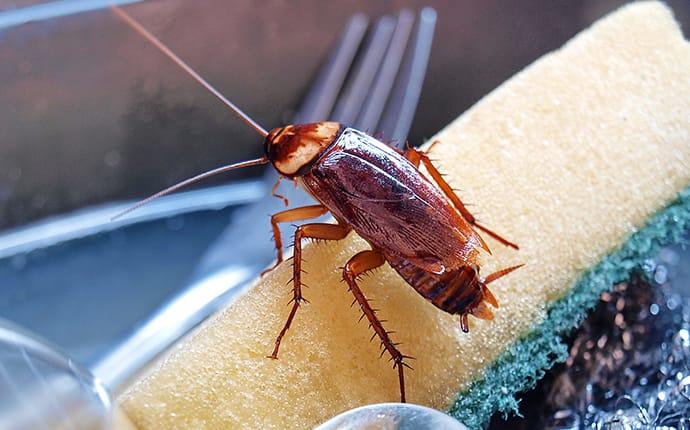cockroach on a sponge