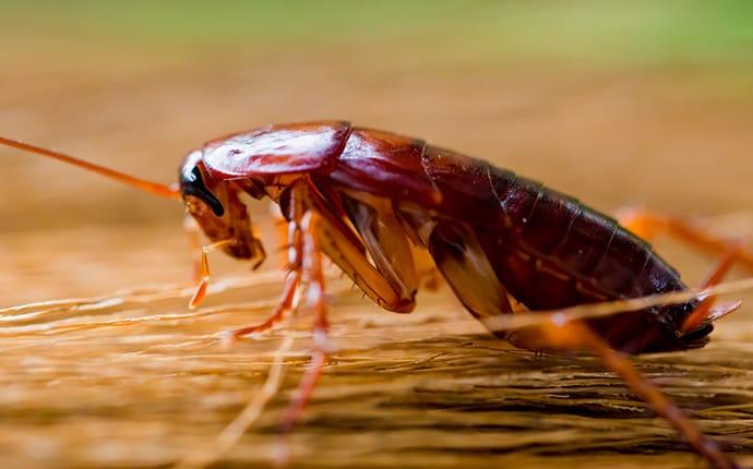 cockroach on wooden table