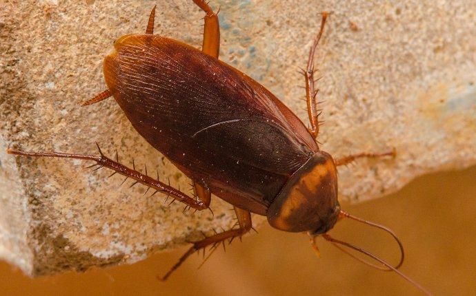 cockroach on a wall