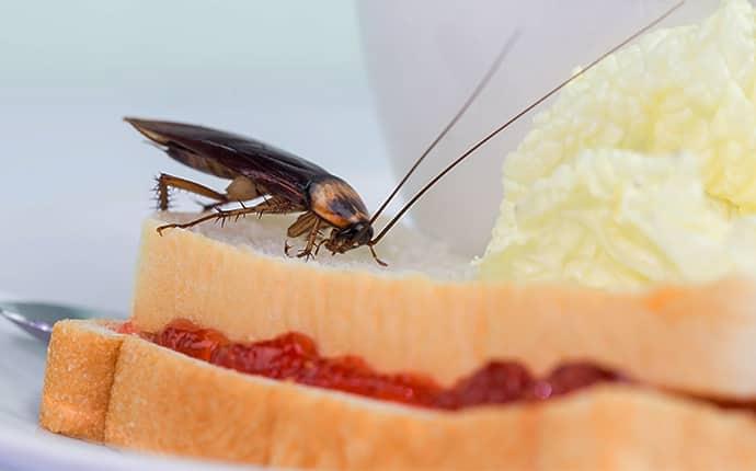 cockroach eating a peanut butter and jelly sandwich