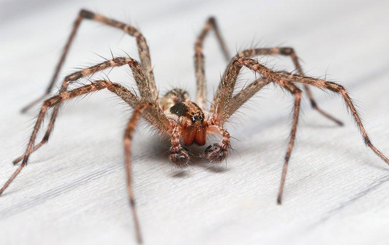 common house spider on the floor