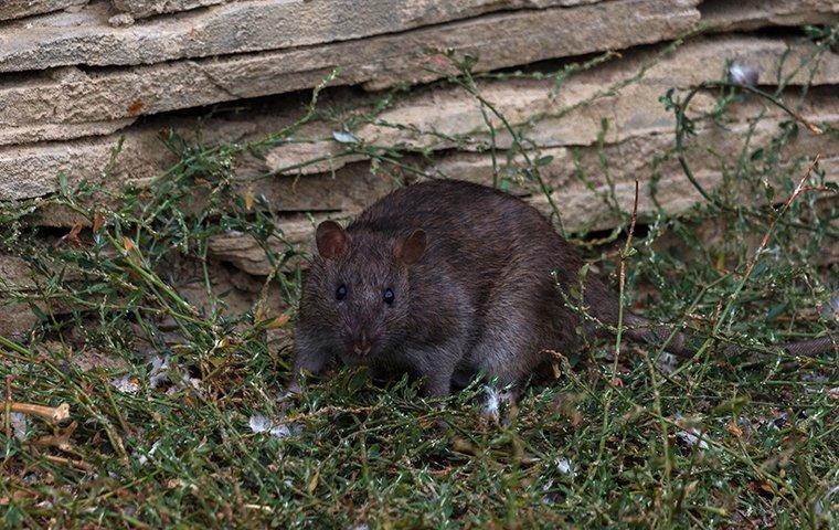 rat near a rock wall