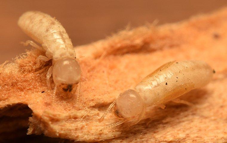 termites on wood