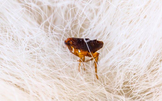 fleas in pet hair