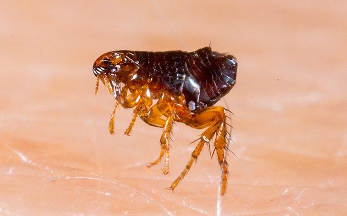 fleas jumping on skin