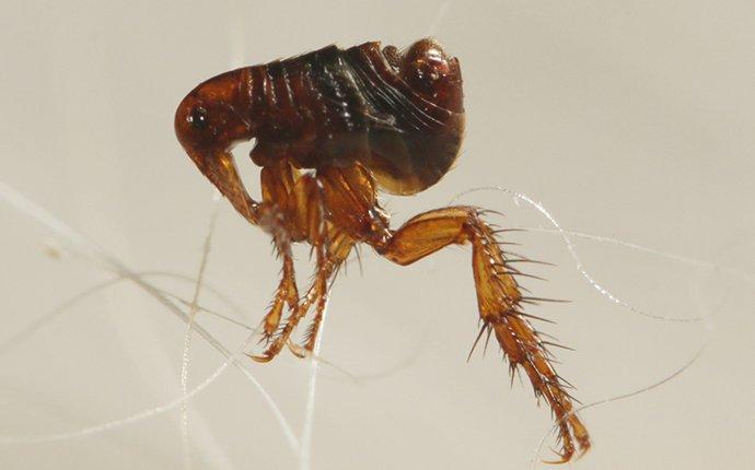 flea jumping on hair