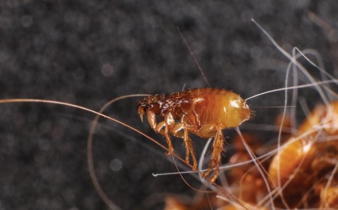 flea on an animal