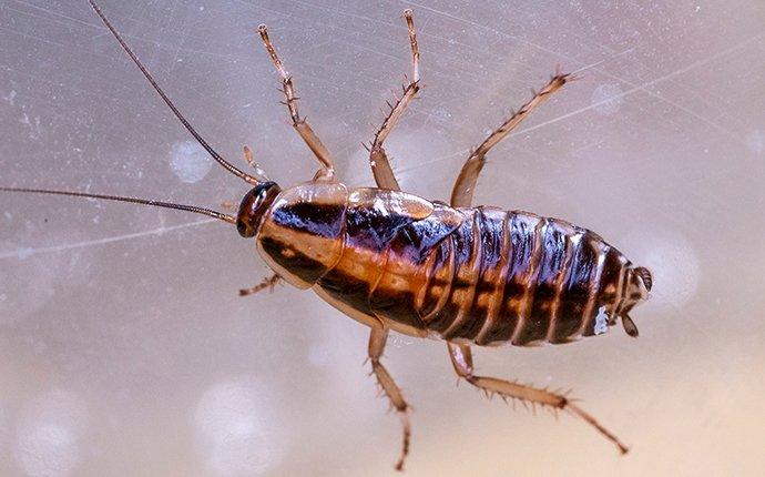 cockroach on a window