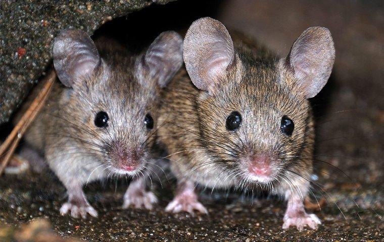 house mice in home