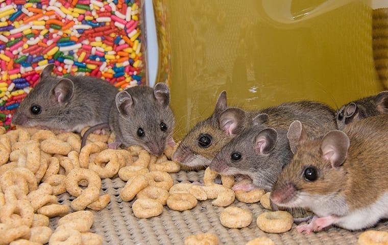 rodents eating cereal 