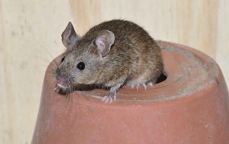 mouse on a plant pot