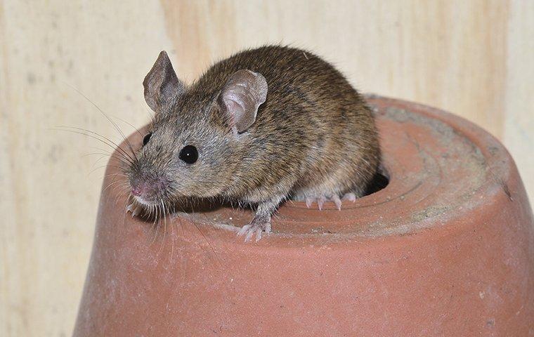 mouse on a plant pot